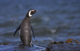 Magellanic Penguin 